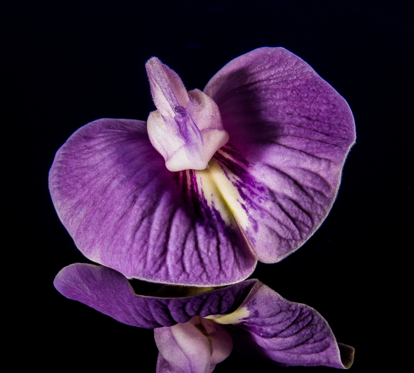 Purple and White Orchid in Shallow Focus Lens