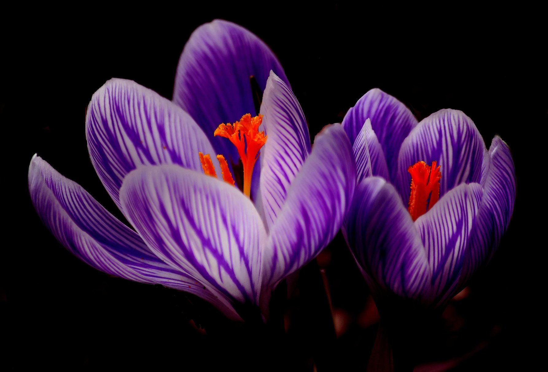 Purple Petal Flowers in Black Background